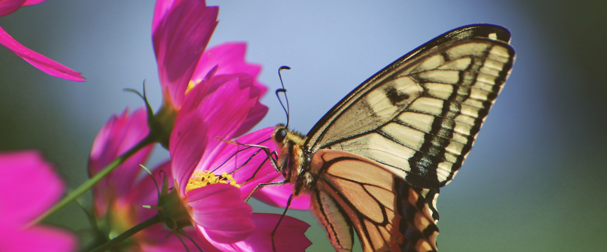 ¿Cuál Naturaleza Gana Tu Corazón? ¿Cuál Naturaleza Gana Tu Corazón?