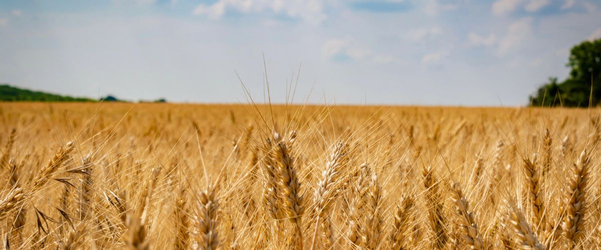 Jesucristo volverá un campo lleno de trigo listo para la cosecha