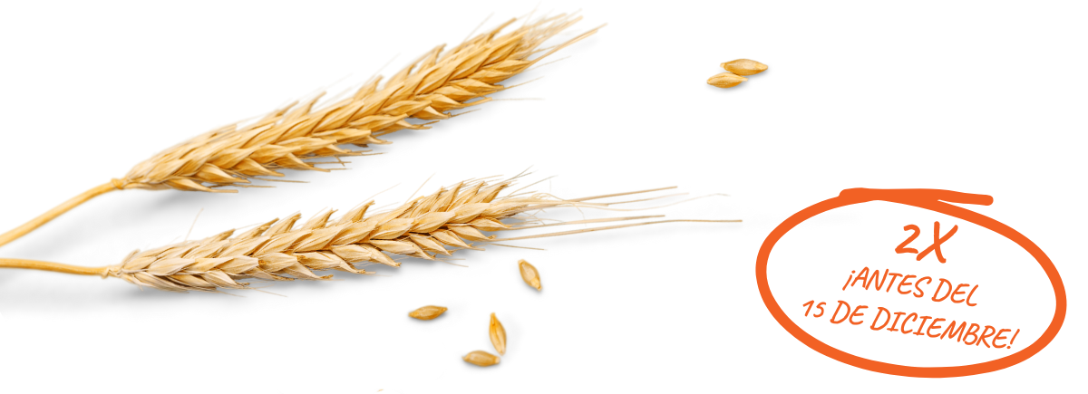 Dos espigas de trigo 